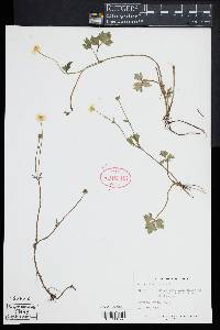 Ranunculus repens image