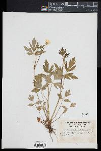 Ranunculus septentrionalis image