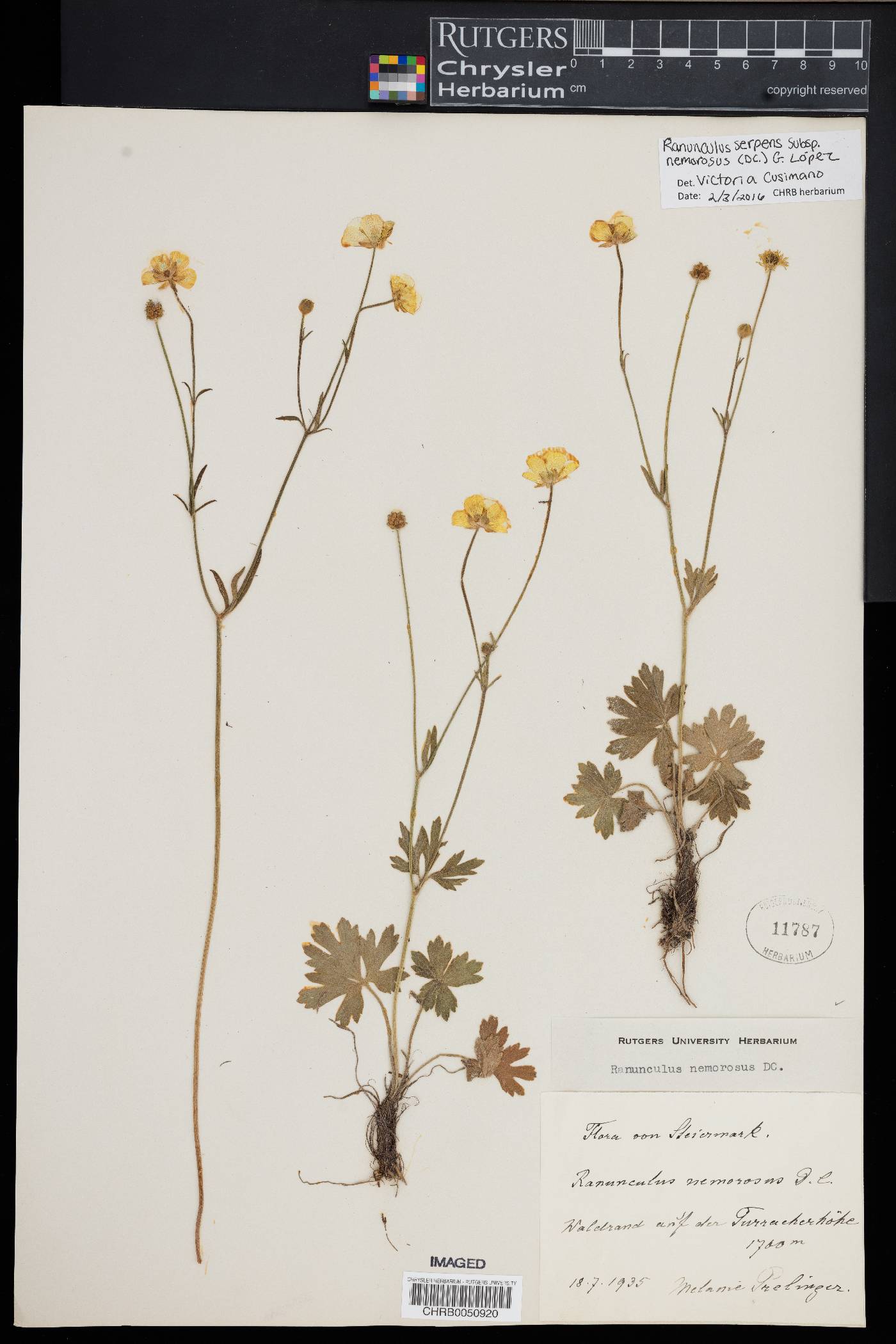 Ranunculus serpens subsp. nemorosus image