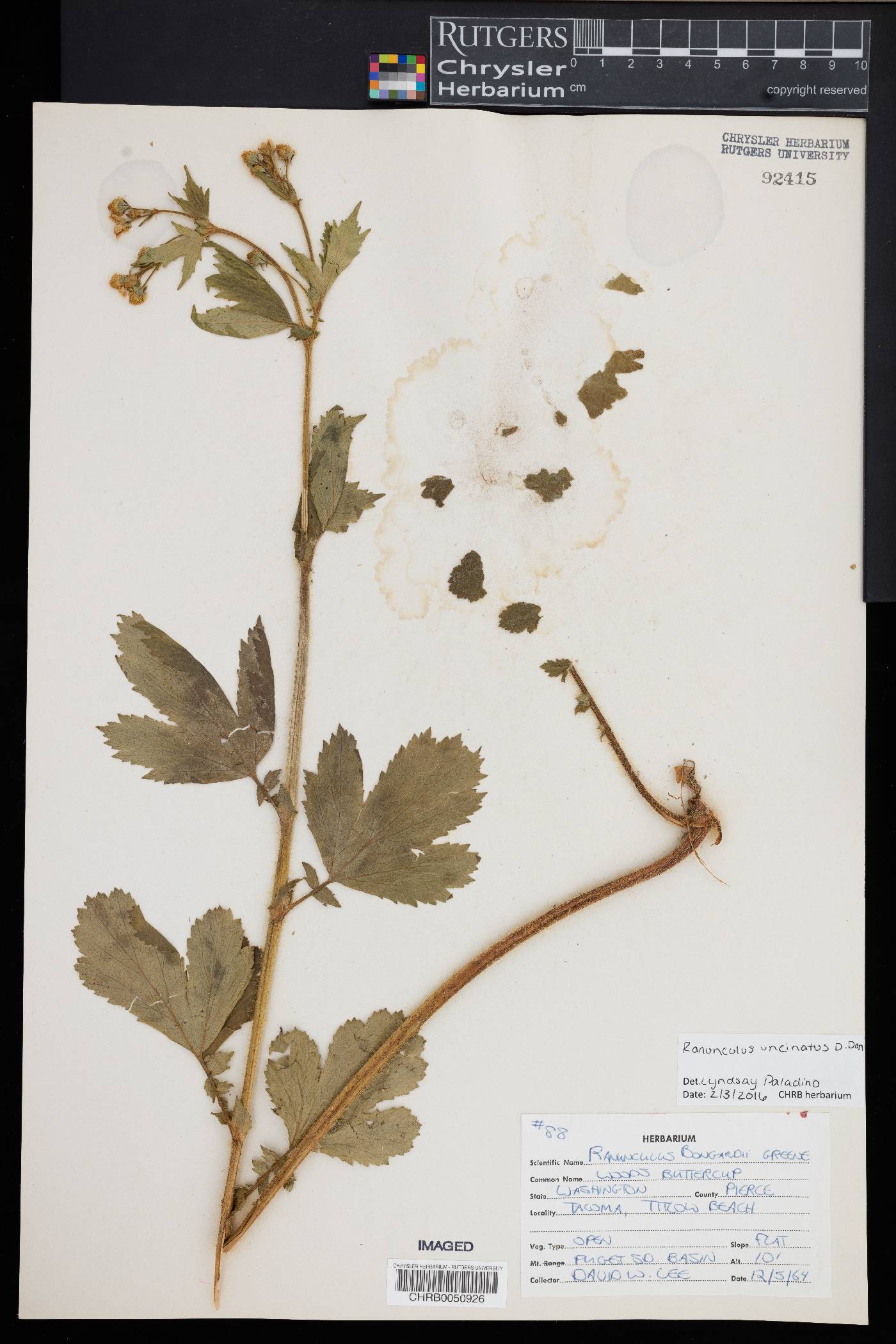 Ranunculus uncinatus image