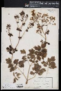 Image of Thalictrum aquilegifolium