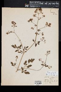 Thalictrum aquilegifolium image
