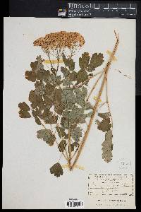 Thalictrum aquilegifolium image