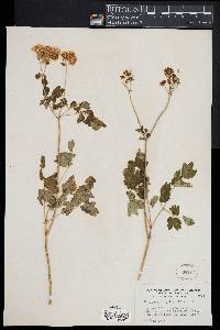 Thalictrum aquilegifolium image
