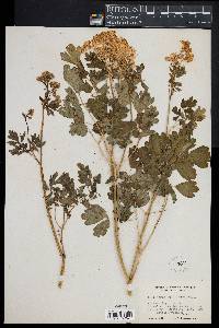 Thalictrum aquilegifolium image