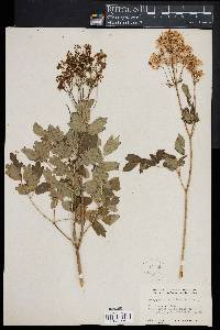 Thalictrum aquilegifolium image