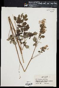 Thalictrum confine image