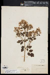 Thalictrum dasycarpum image