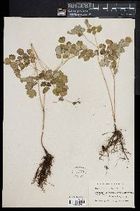 Thalictrum dioicum image