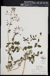 Thalictrum dioicum image