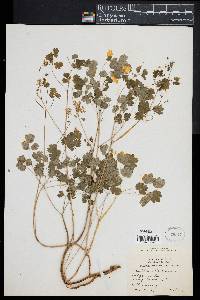 Thalictrum dioicum image