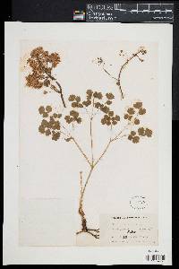 Thalictrum dioicum image