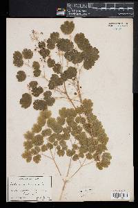 Thalictrum dioicum image