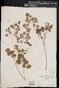 Thalictrum dioicum image