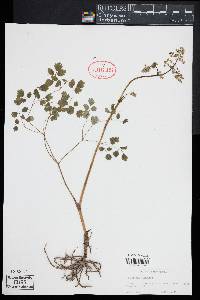 Thalictrum dioicum image