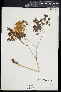 Thalictrum dioicum image