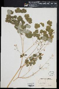 Thalictrum dioicum image