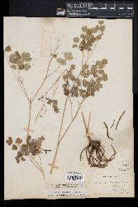 Thalictrum dioicum image