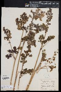 Thalictrum fendleri image