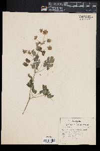 Thalictrum fendleri image