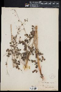 Thalictrum fendleri image