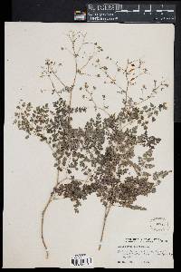 Thalictrum foetidum image