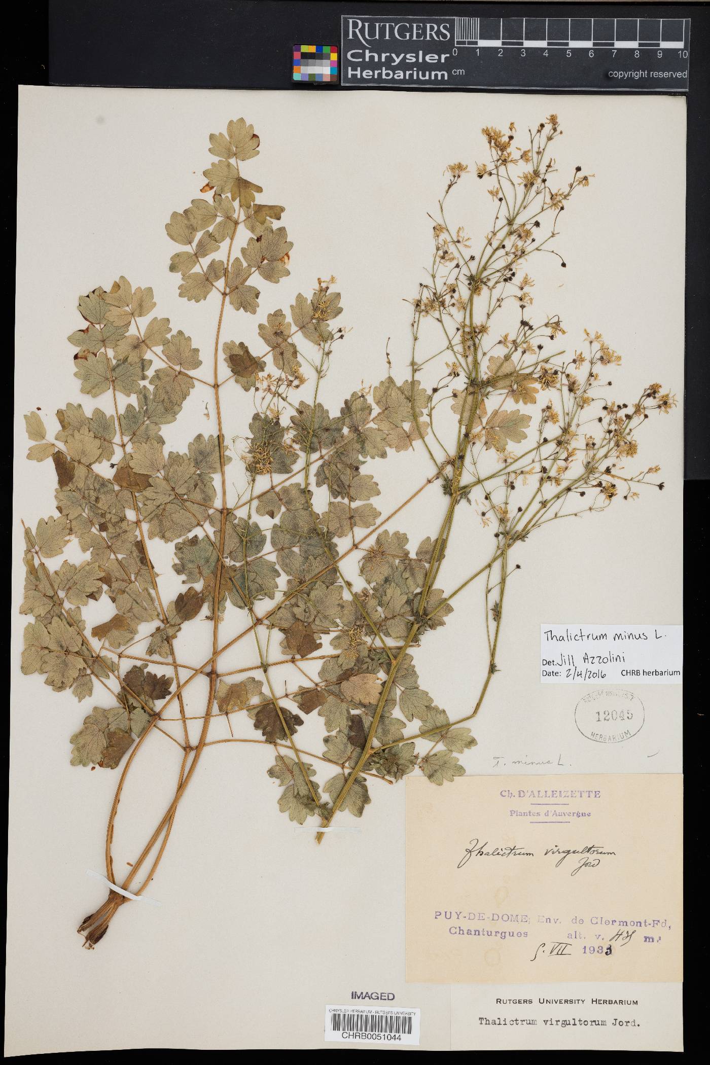 Thalictrum minus image