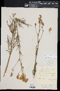 Thalictrum morisonii image