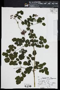 Thalictrum pubescens image