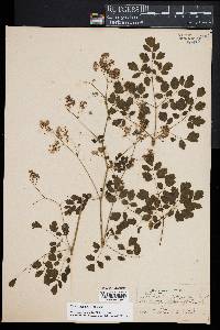 Thalictrum pubescens image