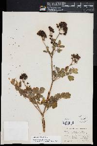 Thalictrum pubescens image