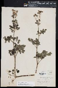 Thalictrum pubescens image