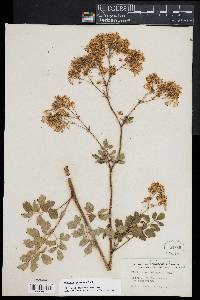 Thalictrum pubescens image