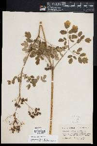 Thalictrum pubescens image