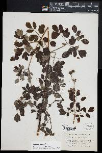 Thalictrum pubescens image