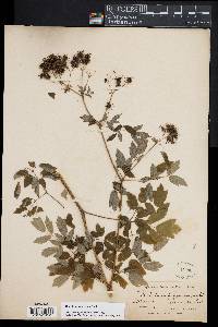 Thalictrum pubescens image