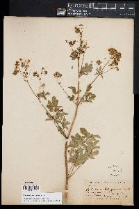 Thalictrum pubescens image