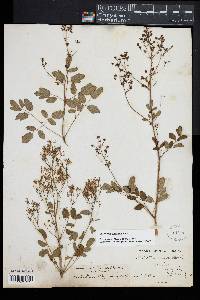 Thalictrum pubescens image
