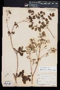 Thalictrum pubescens image