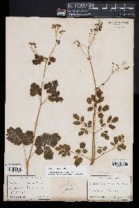 Thalictrum pubescens image