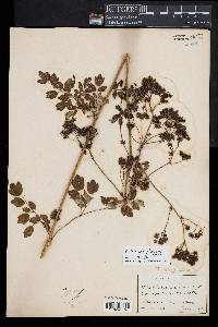 Thalictrum pubescens image