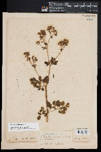 Thalictrum pubescens image