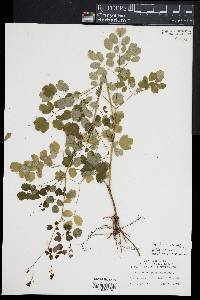 Thalictrum pubescens image