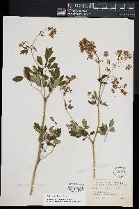 Thalictrum pubescens image