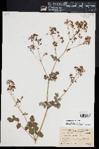 Thalictrum pubescens image