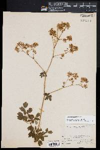 Thalictrum pubescens image