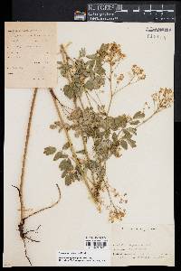 Thalictrum pubescens image