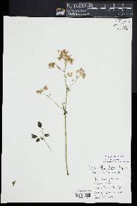 Thalictrum pubescens image