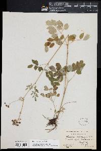 Thalictrum pubescens image