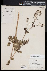 Thalictrum pubescens image